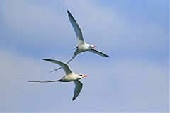 White-tailed Tropicbird